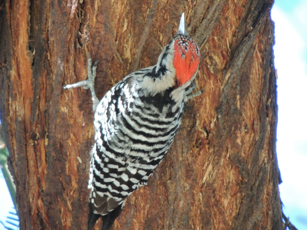 Ladder-backed Woodpecker - ML646769005