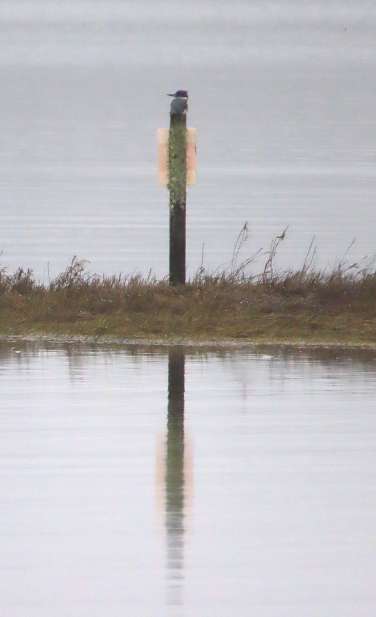 belteisfugl - ML646769007