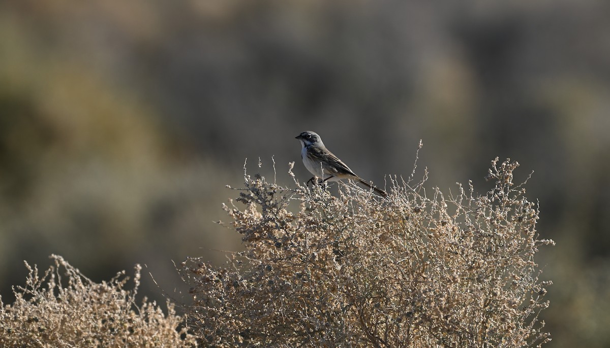 Bell's Sparrow - ML646769012