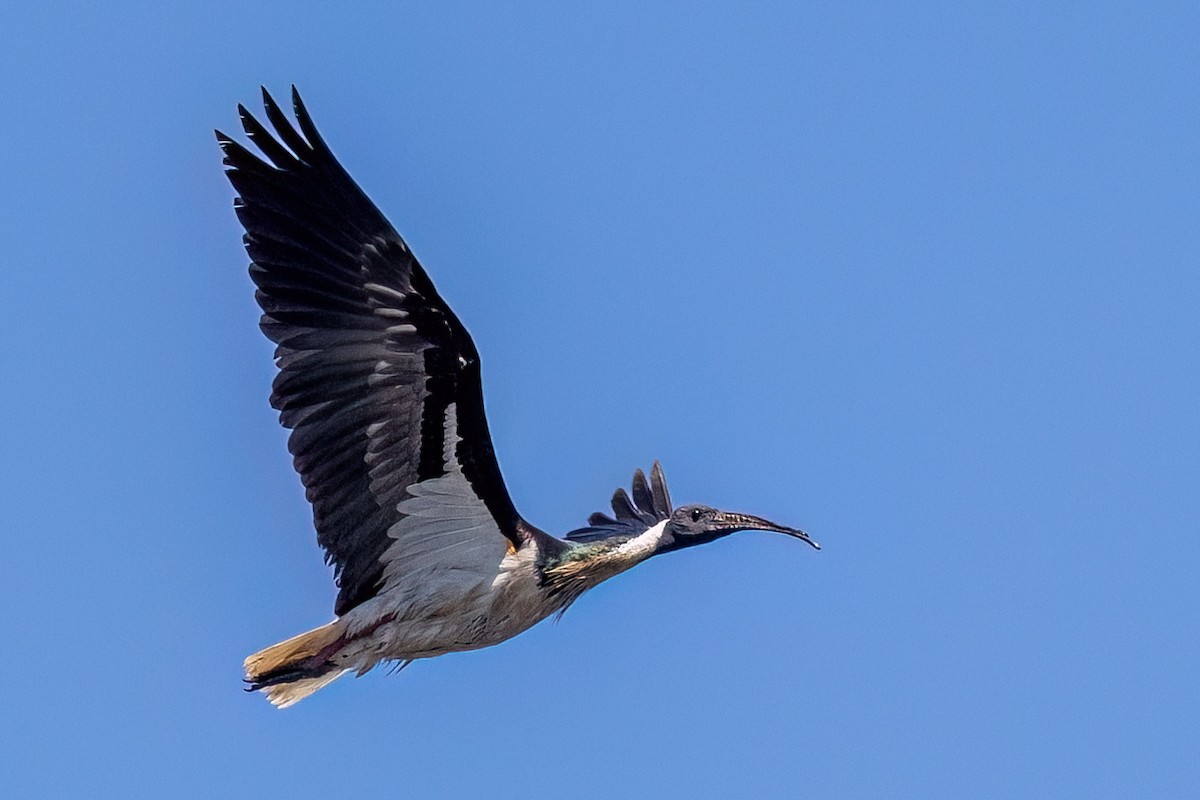 Австралийский ибис - ML646769015