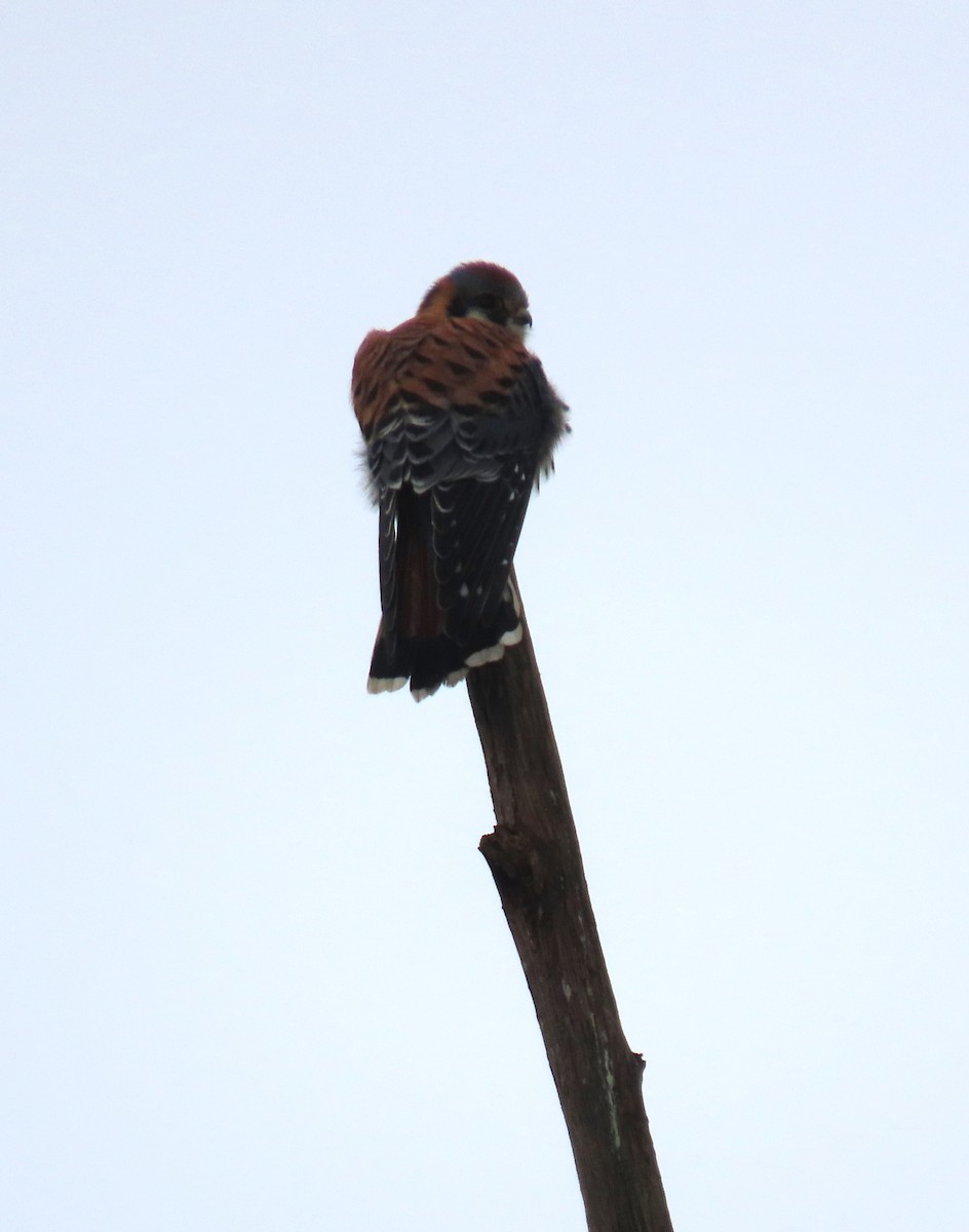 spurvefalk - ML646769017