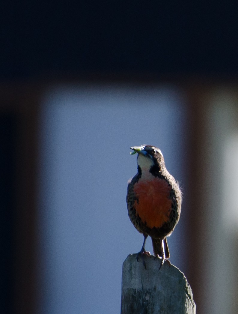 Long-tailed Meadowlark - ML646769024