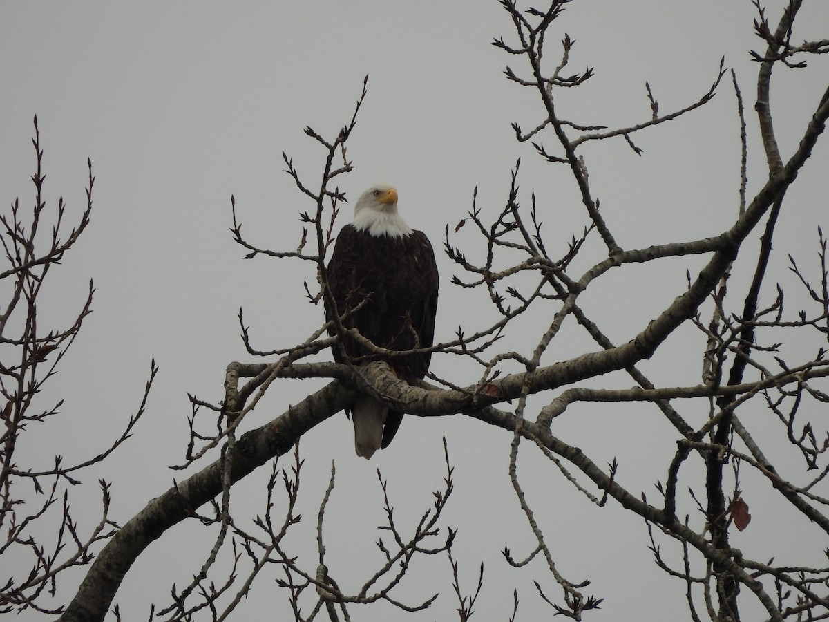 Pygargue à tête blanche - ML646769025