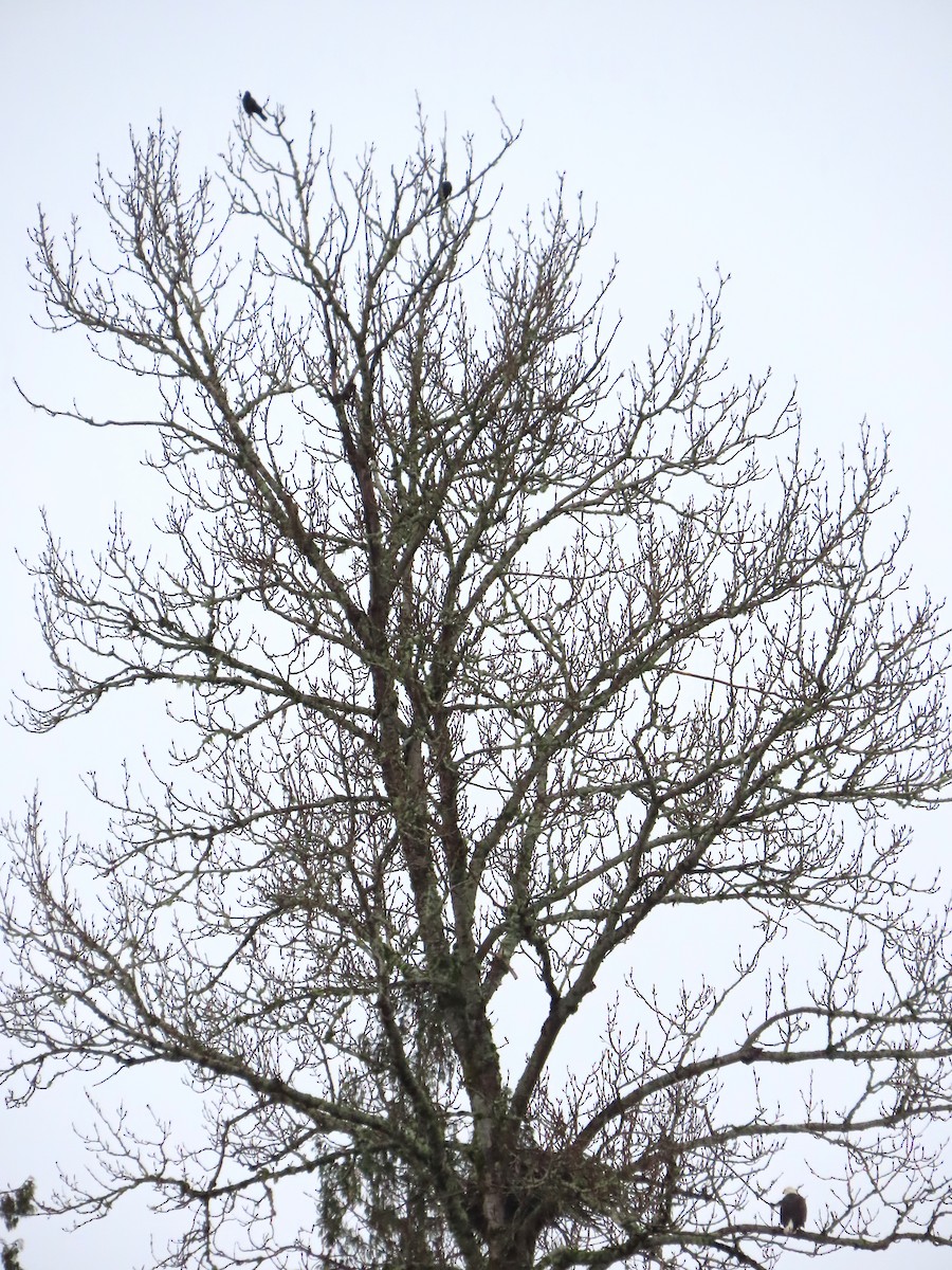 amerikakråke - ML646769027