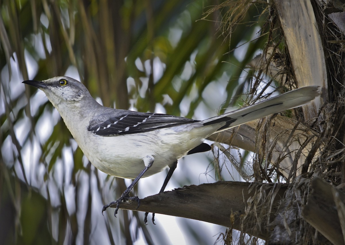 Tropikal Taklitçi - ML646769029