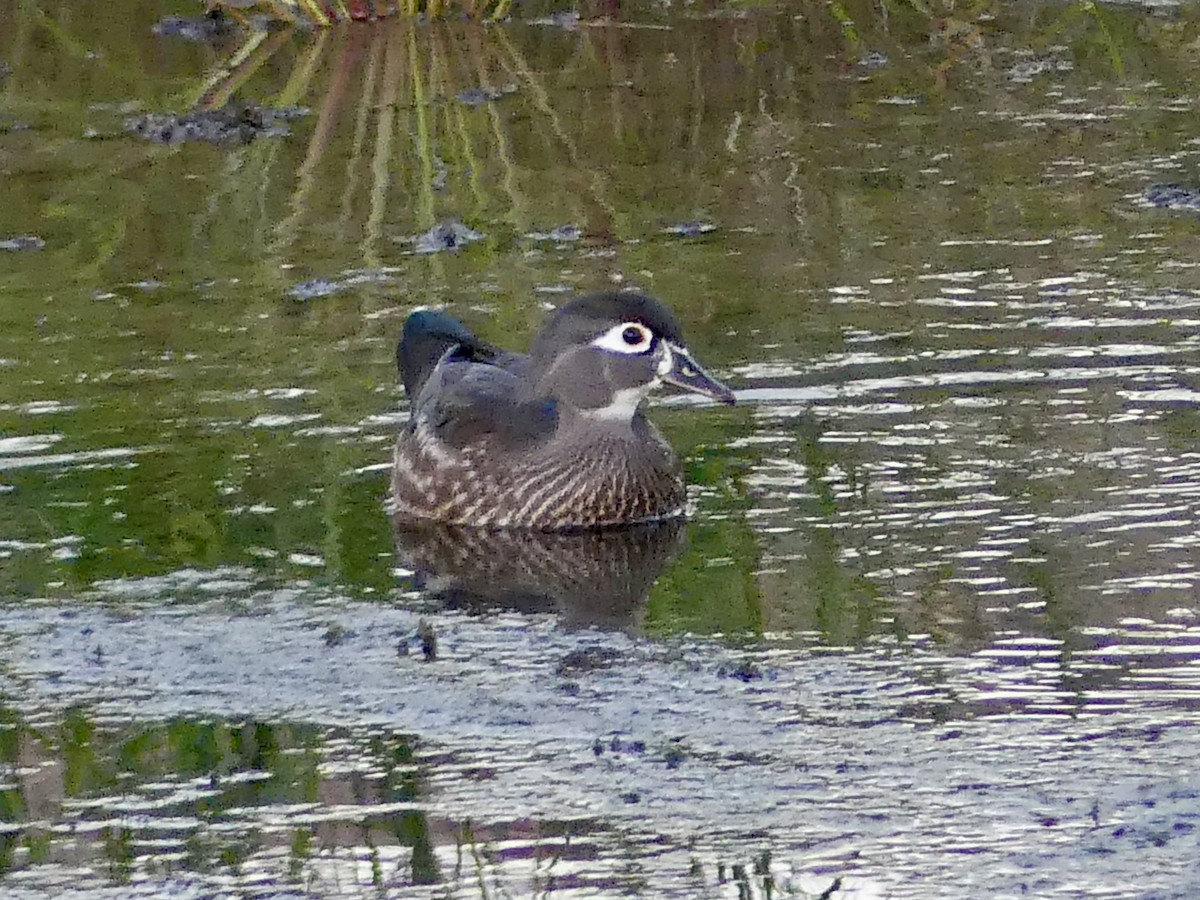Wood Duck - ML646769034