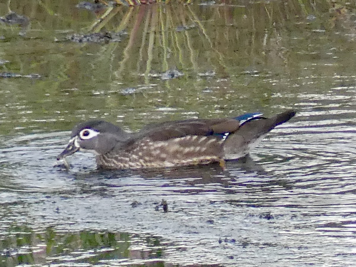 Wood Duck - ML646769035