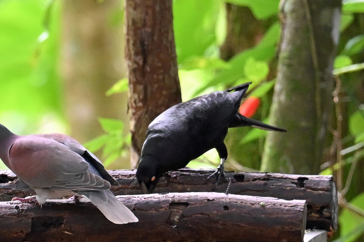 Vacher géant - ML646769036