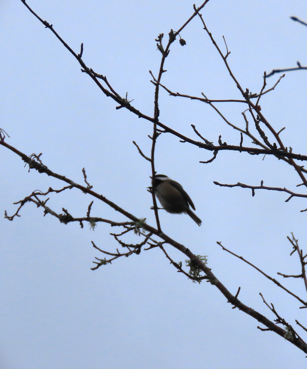 amerikameis - ML646769038