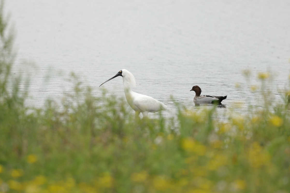 Косар королівський - ML646769040