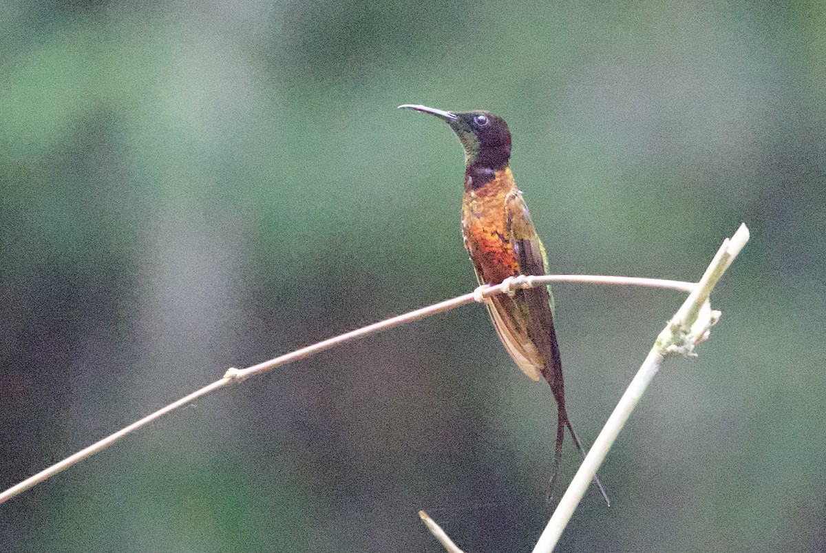 Colibri flamboyant - ML646769042