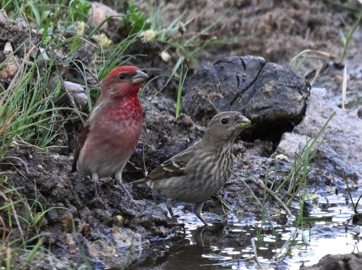 Common Rosefinch - ML646769053