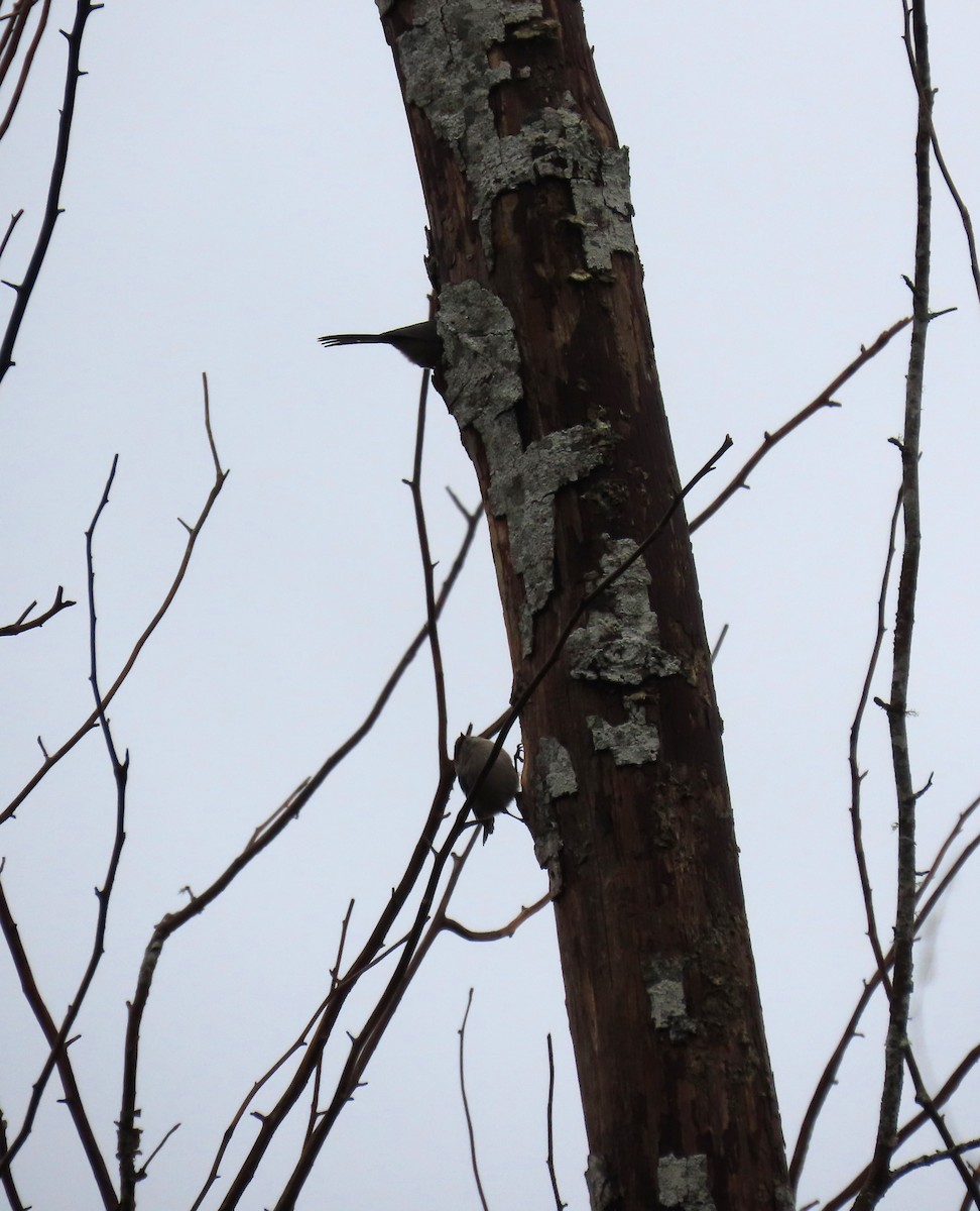 Mito Sastrecillo - ML646769054