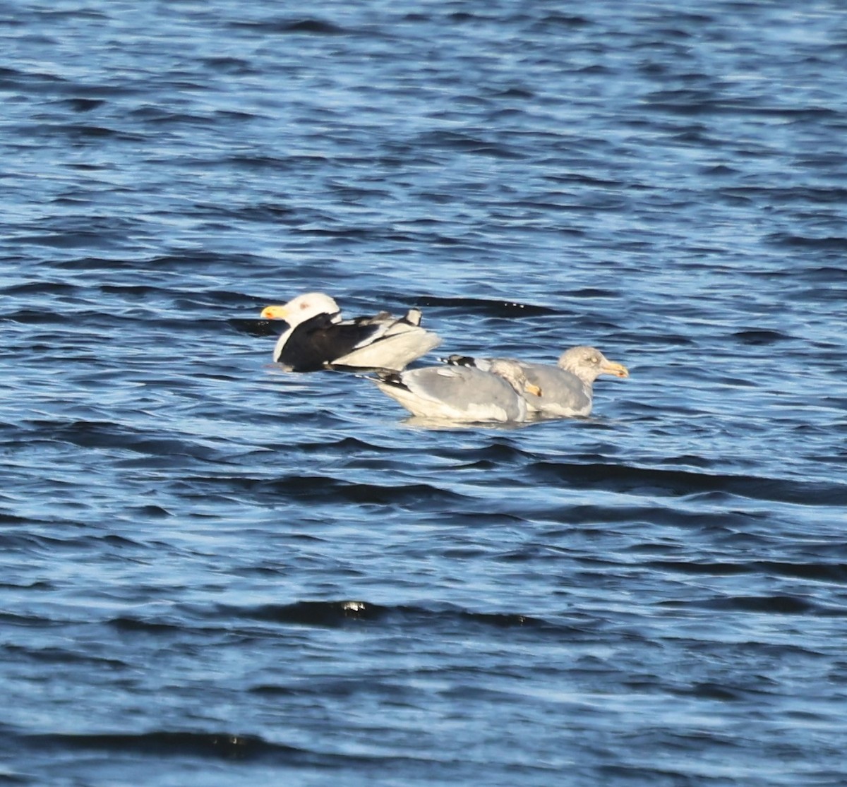 Great Black-backed Gull - ML646769055