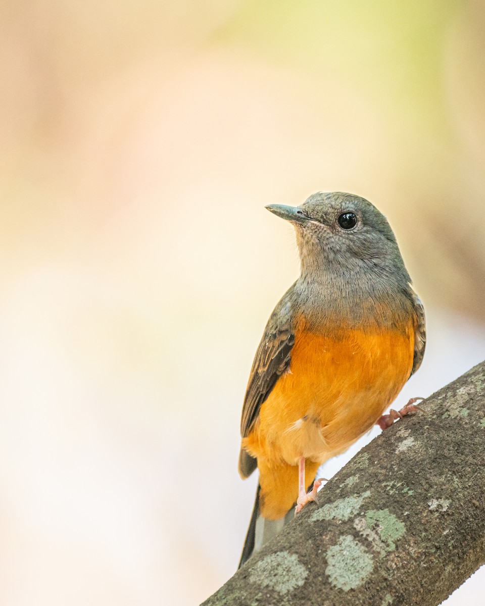 arieshama - ML646769056