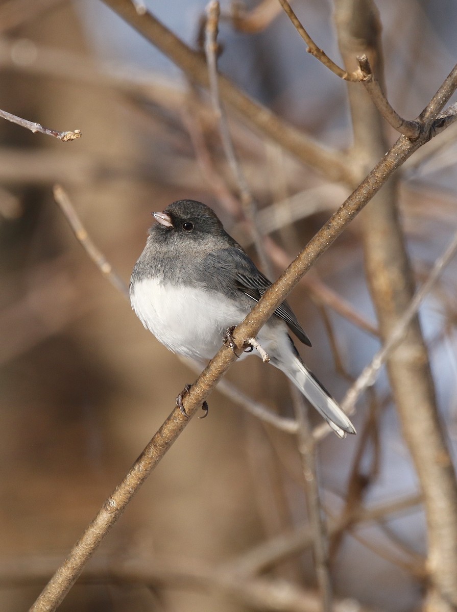 Kara Gözlü Junko - ML646769058