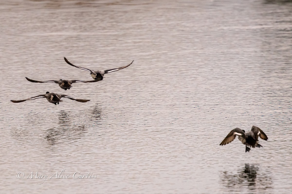Lesser Scaup - ML646769062