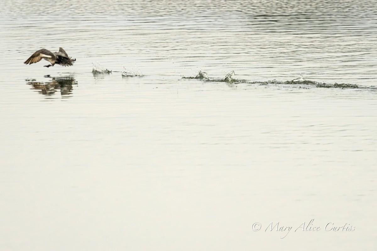 Lesser Scaup - ML646769063