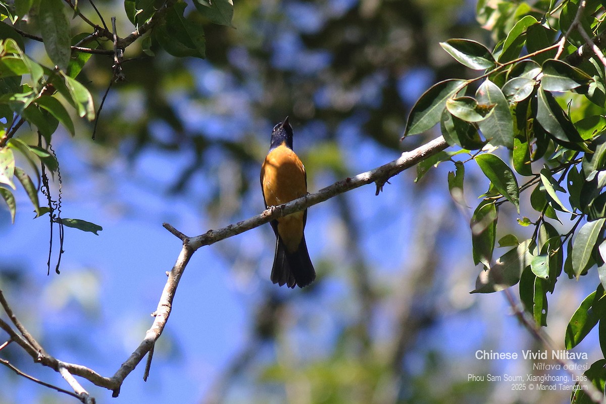 Chinese Vivid Niltava - ML646769065