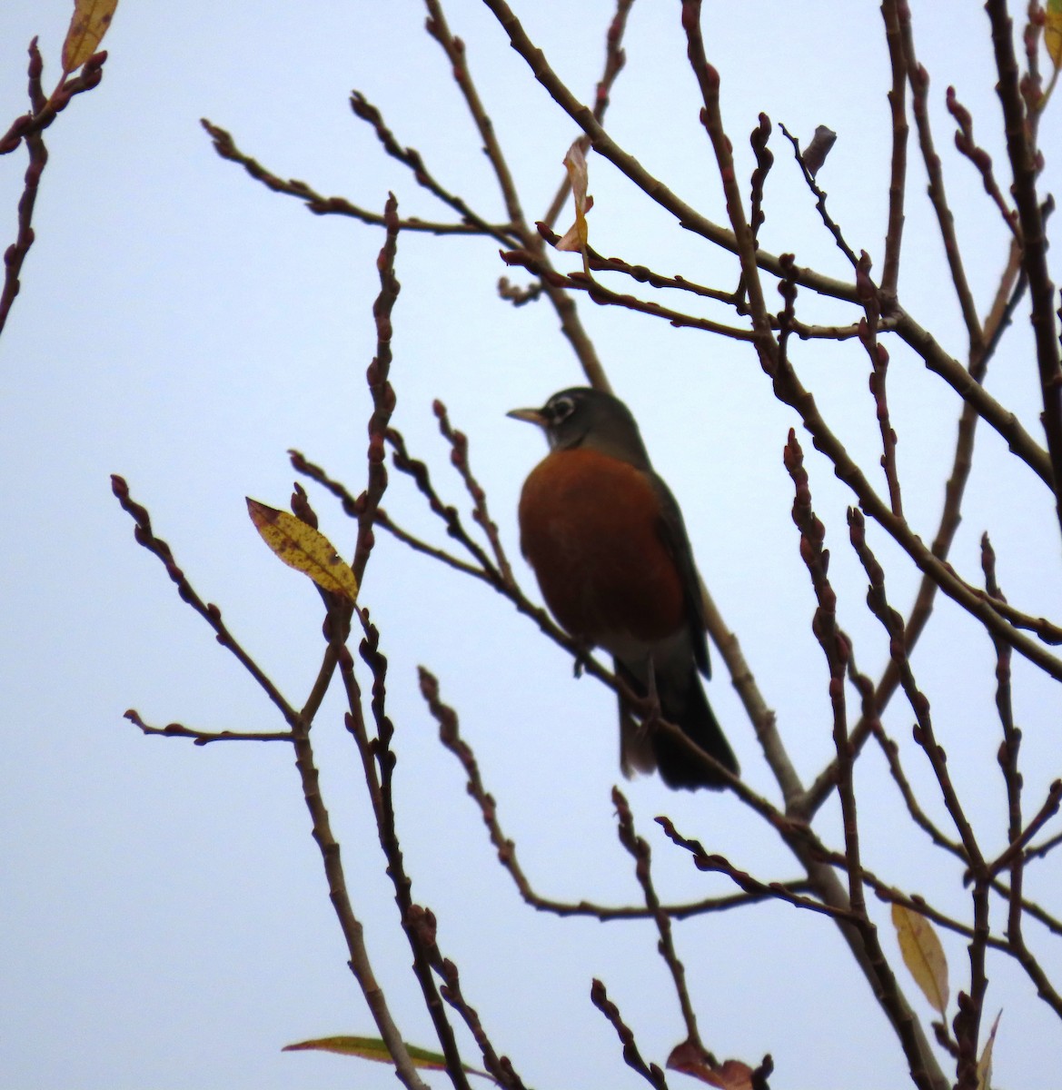 vandretrost - ML646769070