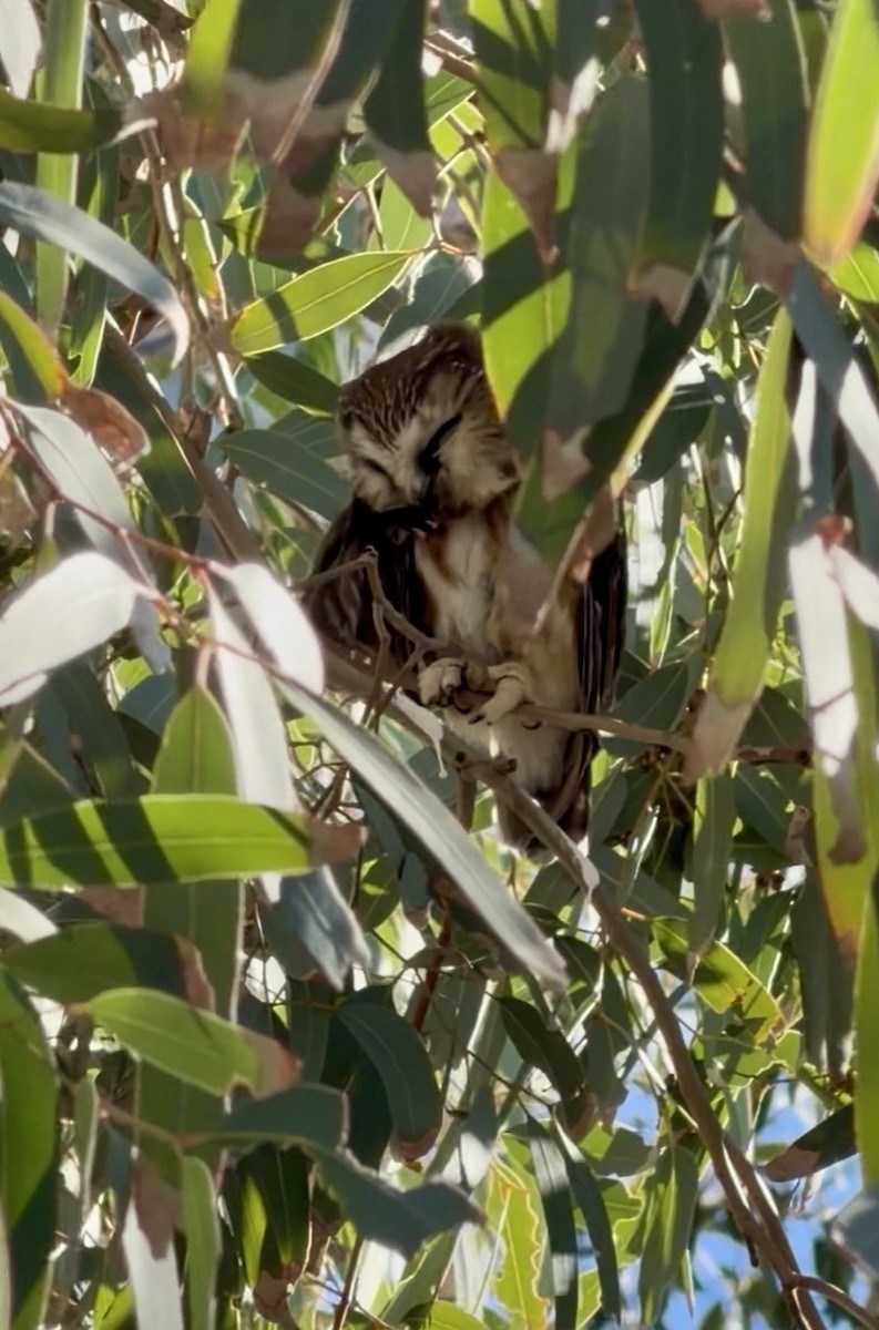 Northern Saw-whet Owl - ML646769072