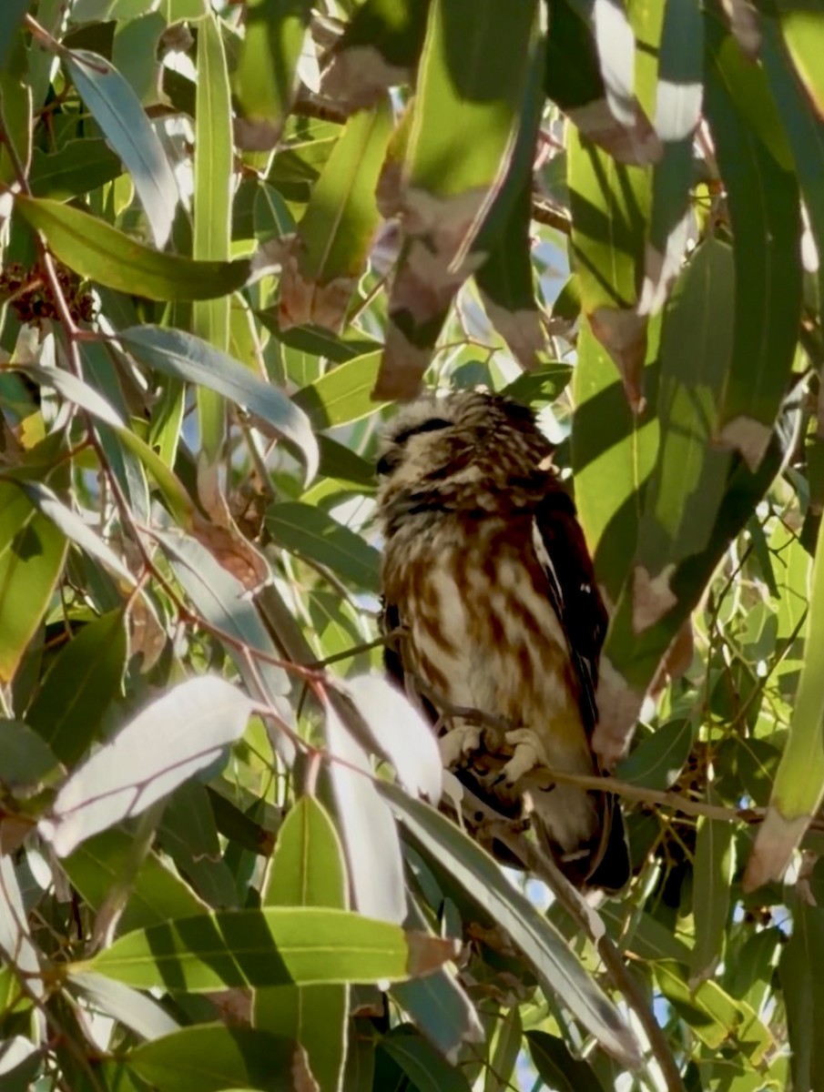 Northern Saw-whet Owl - ML646769073