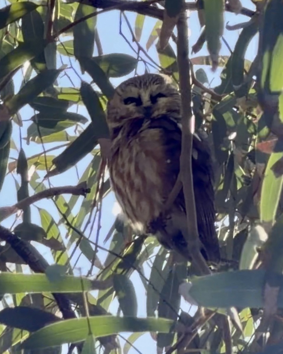 Northern Saw-whet Owl - ML646769074