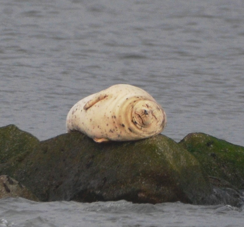 動物界 - ML646769076