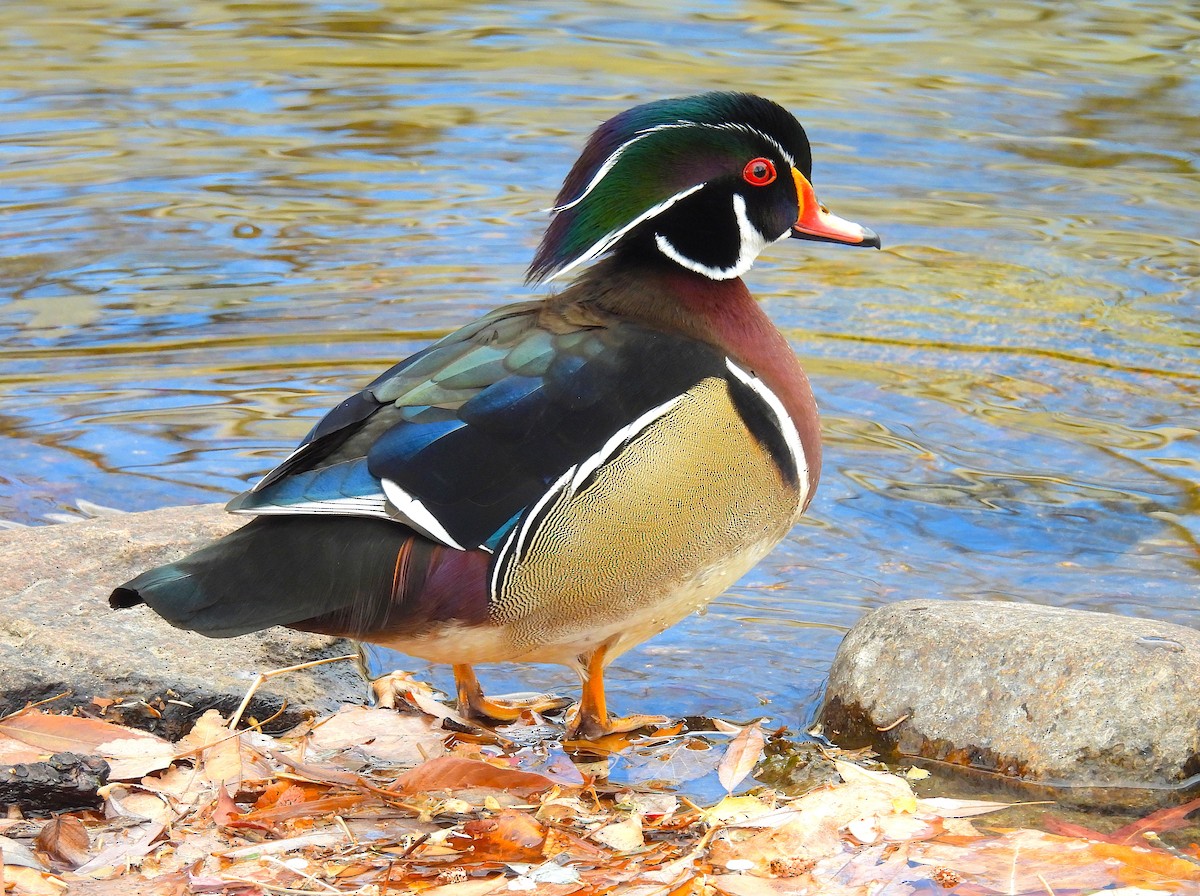 Ahate karolinarra - ML646769079