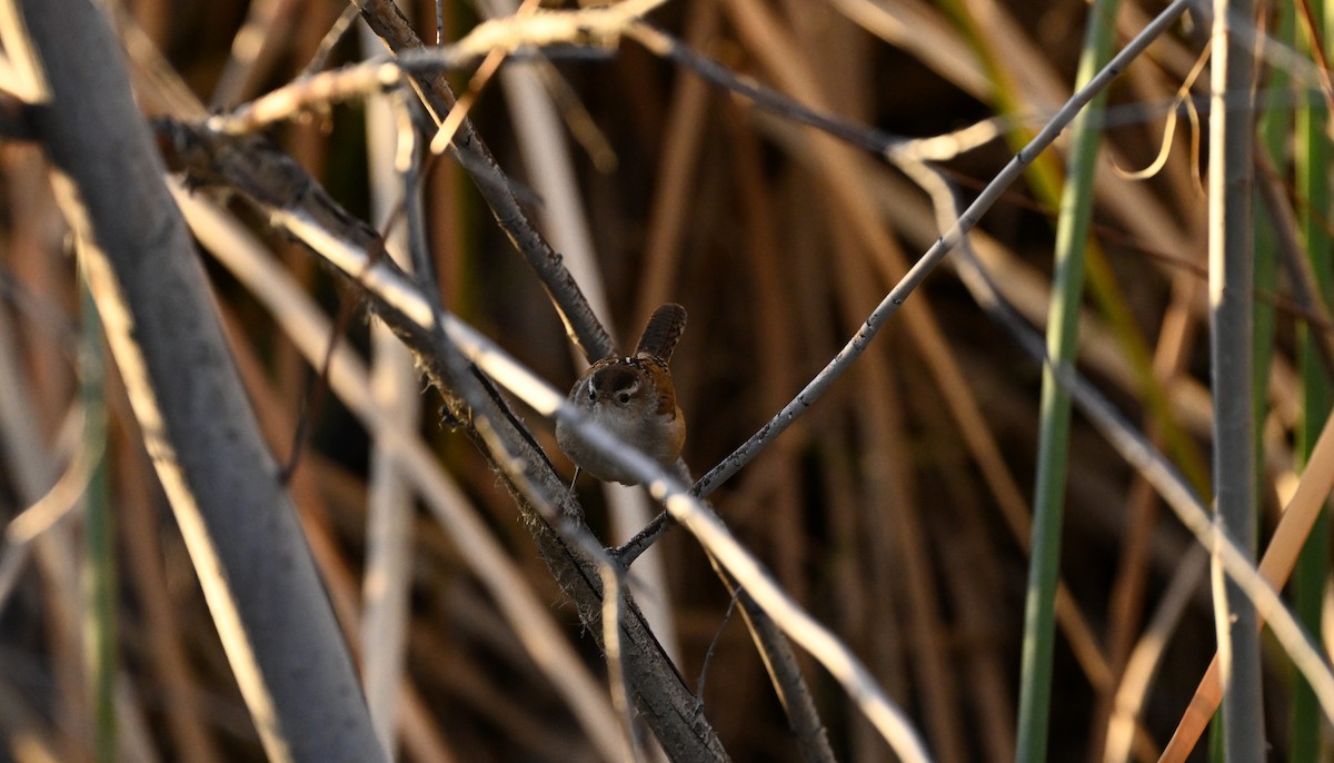 Sumpfzaunkönig - ML646769080