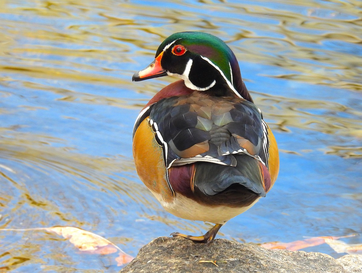 Ahate karolinarra - ML646769081