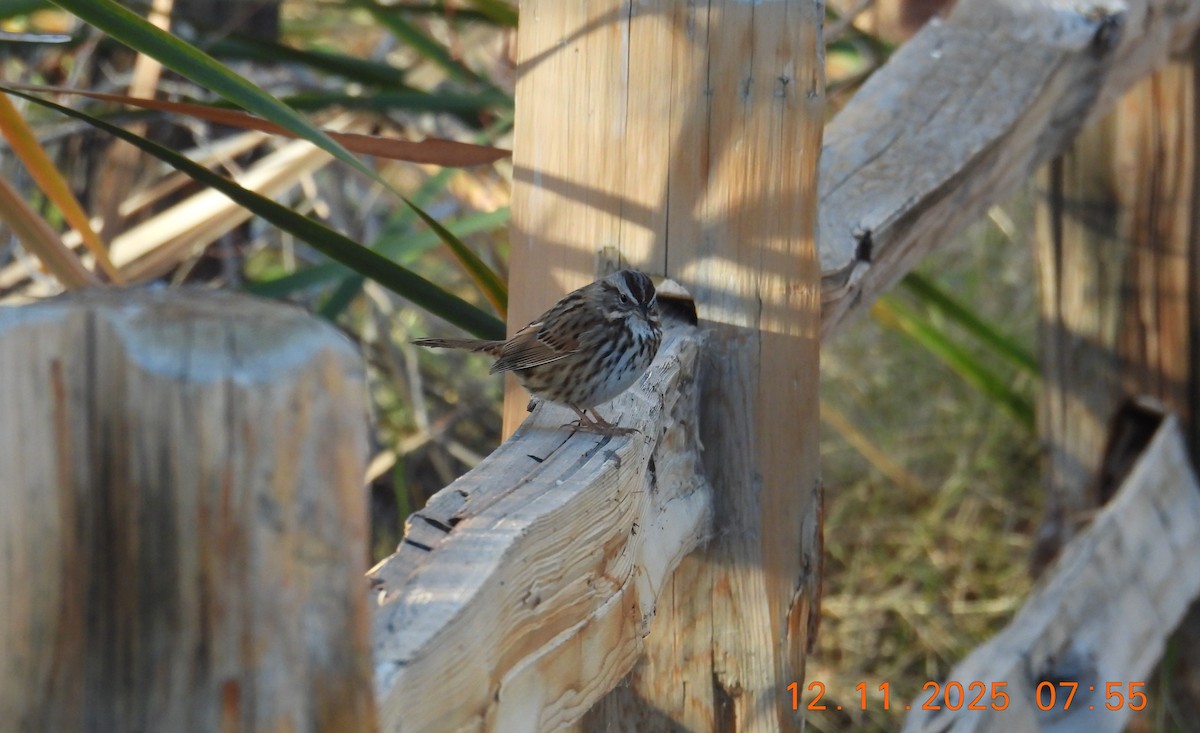 Singammer - ML646769082