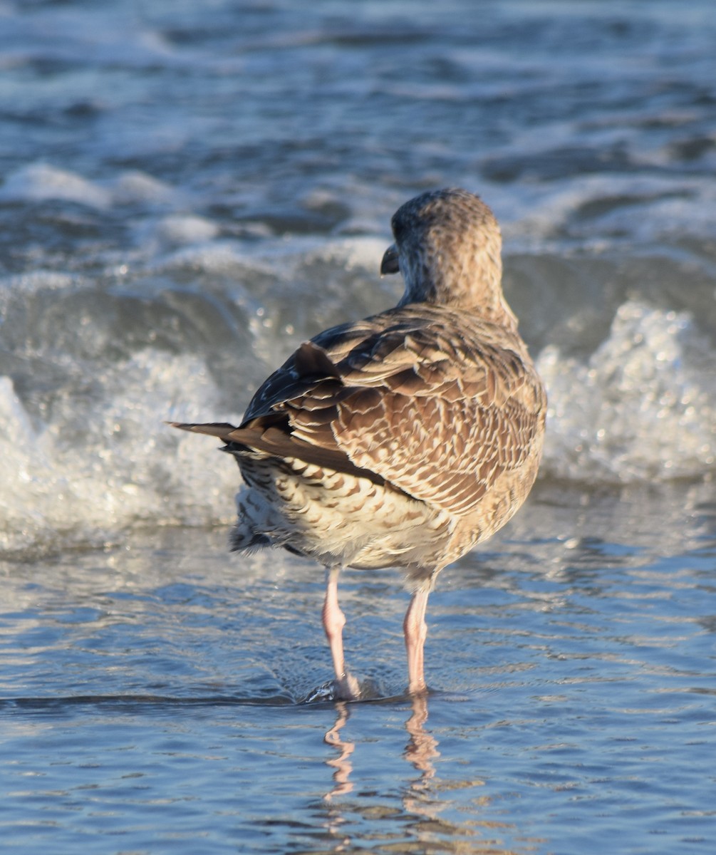 Kaio hauskara amerikarra - ML646769083