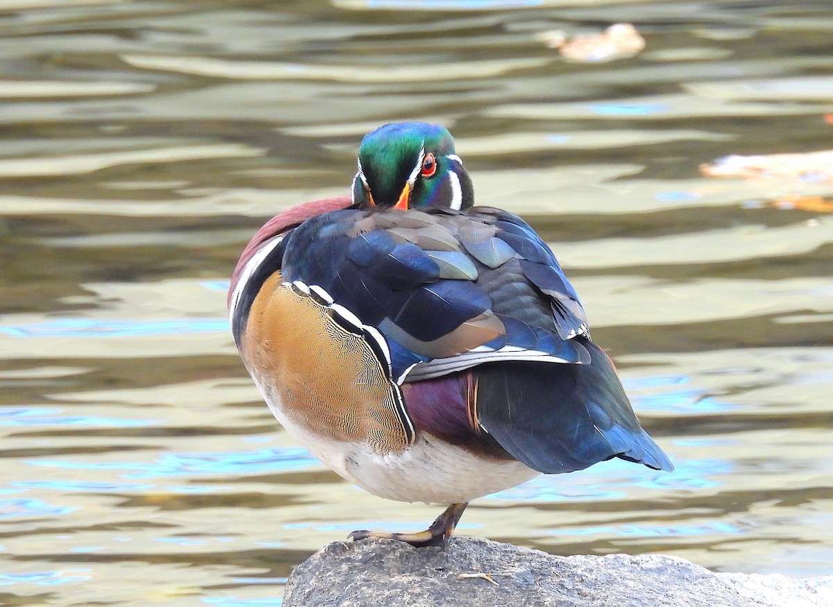 Ahate karolinarra - ML646769085