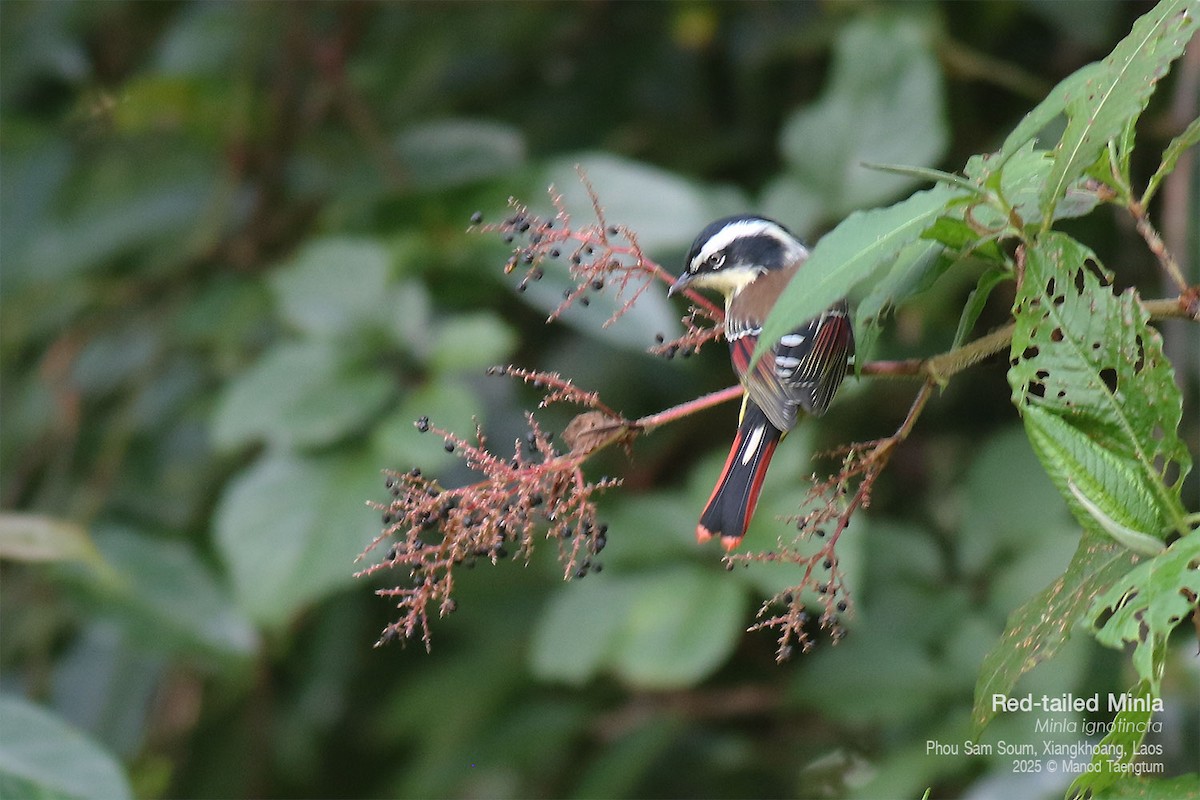 Мінла рудохвоста - ML646769086
