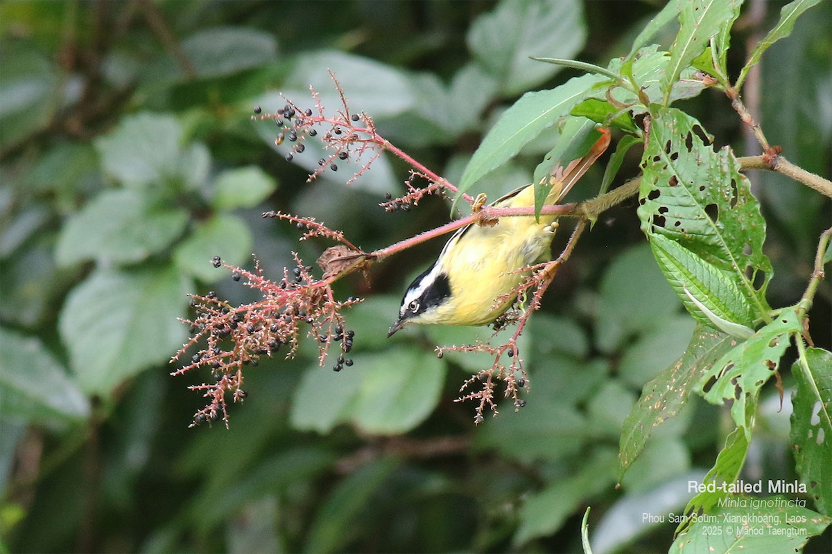 Мінла рудохвоста - ML646769087