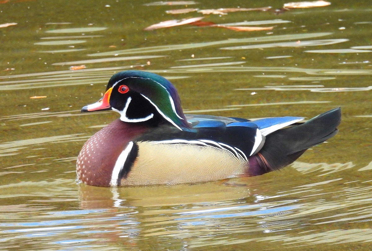 Ahate karolinarra - ML646769090