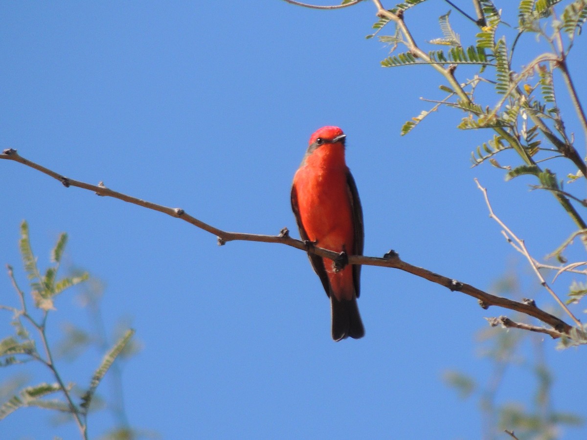 Vermilion Flycatcher - ML646769092