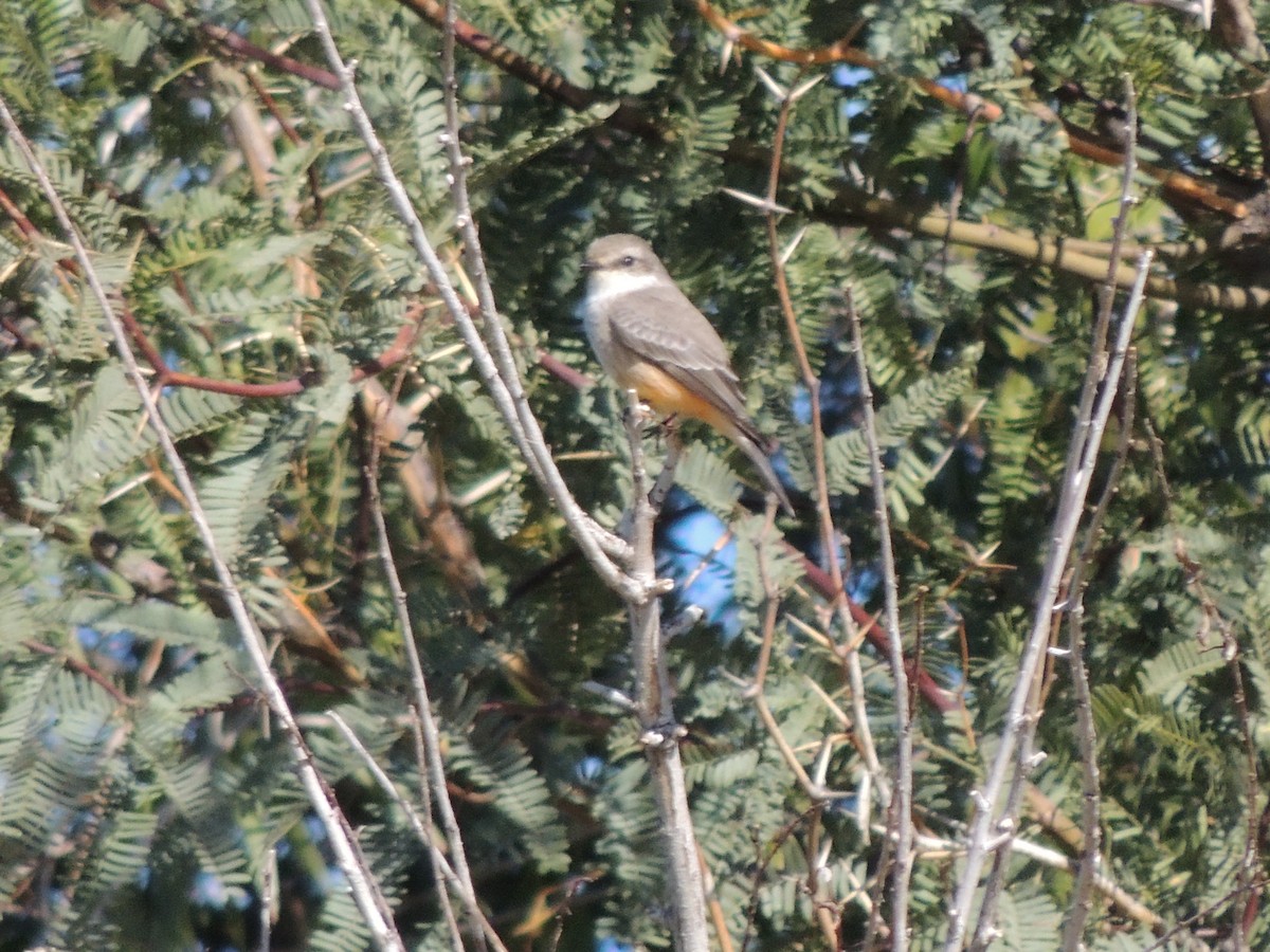Vermilion Flycatcher - ML646769093