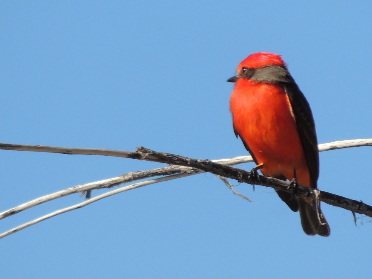 Vermilion Flycatcher - ML646769094