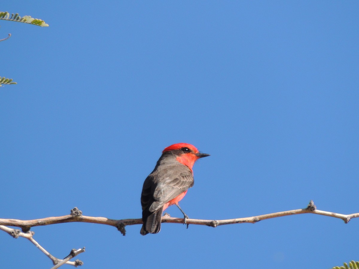 Vermilion Flycatcher - ML646769095