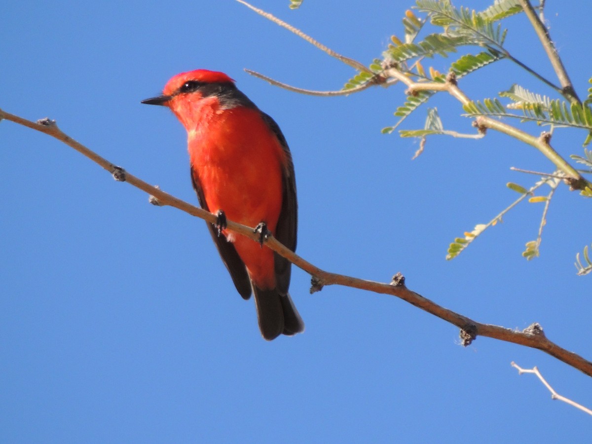 Vermilion Flycatcher - ML646769096