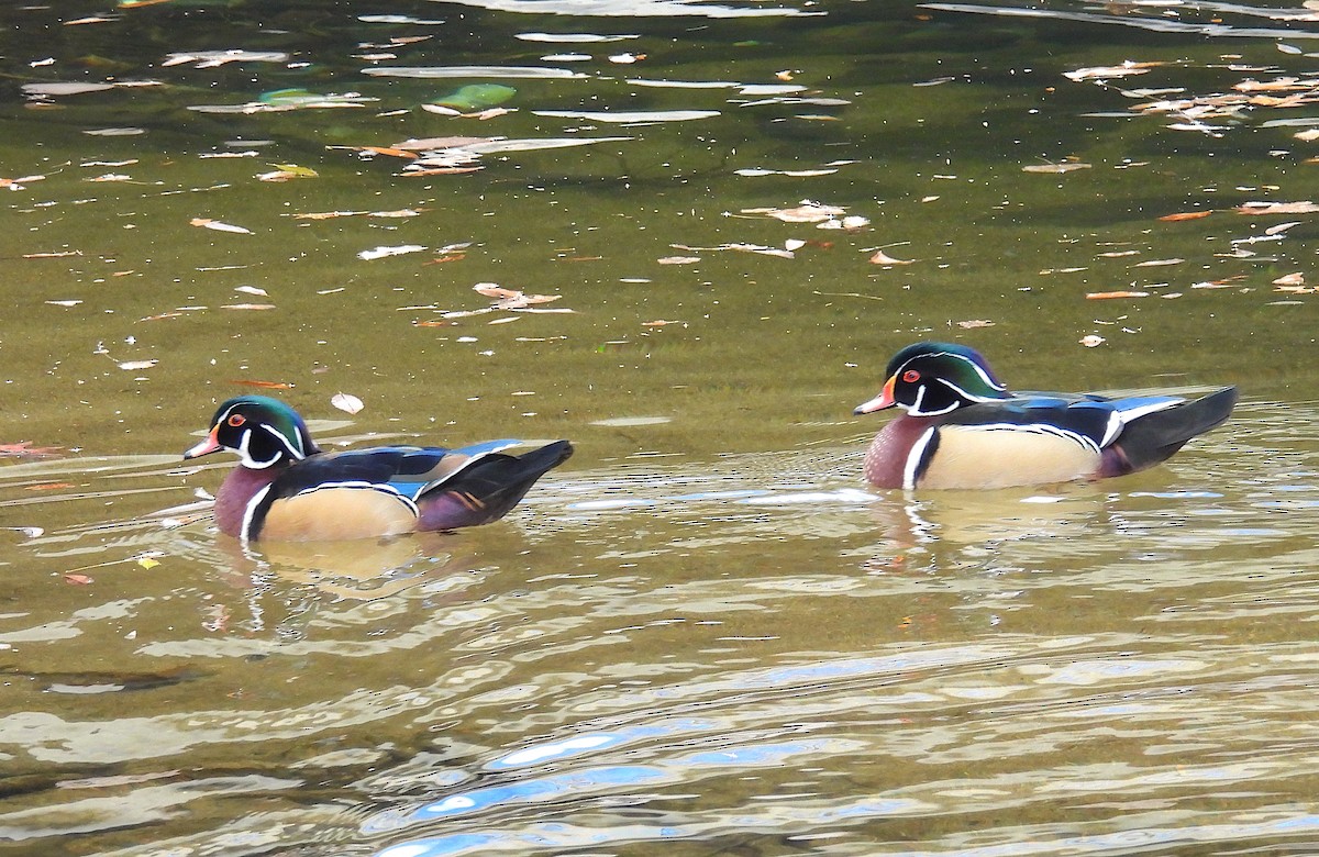 Ahate karolinarra - ML646769097