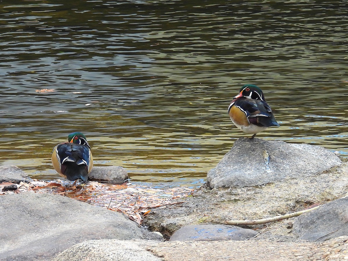 Ahate karolinarra - ML646769106