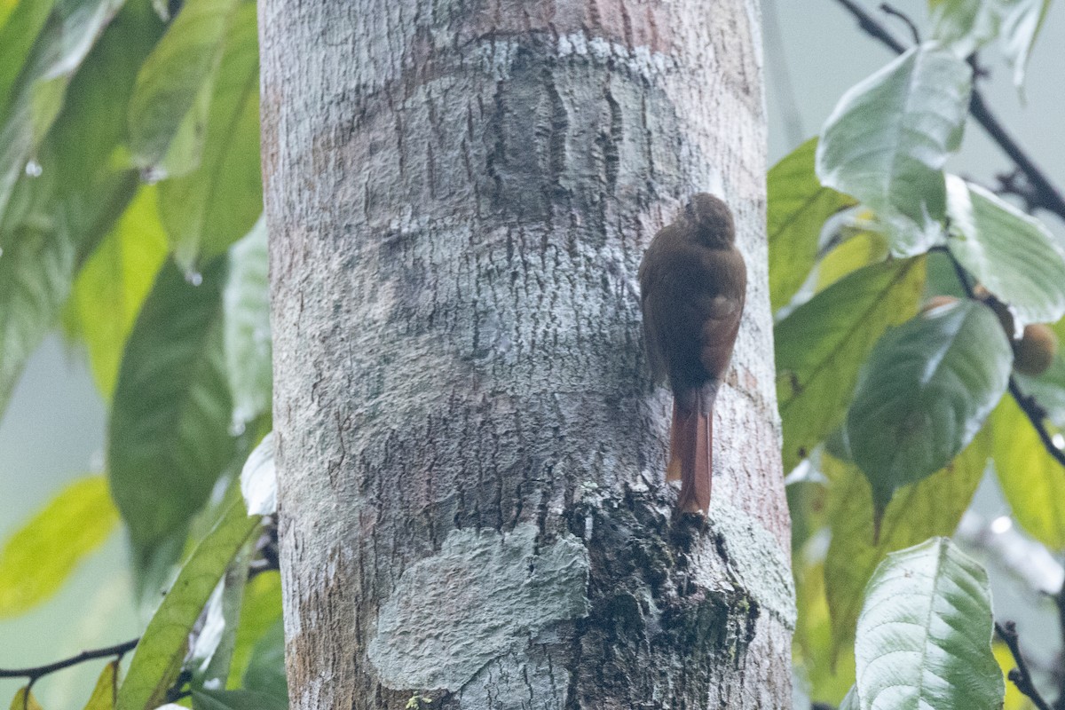 Wedge-billed Woodcreeper - ML646769108