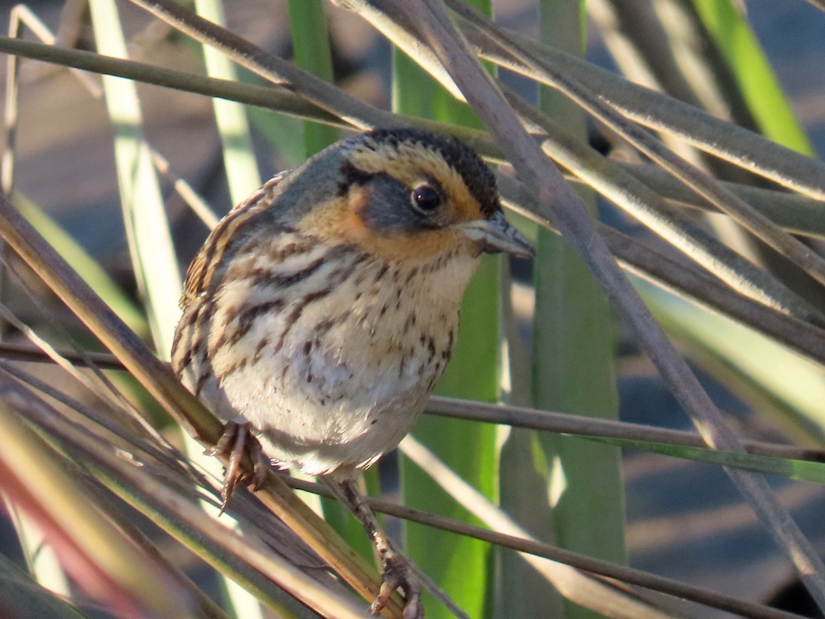 Saltmarsh Sparrow - ML646769109