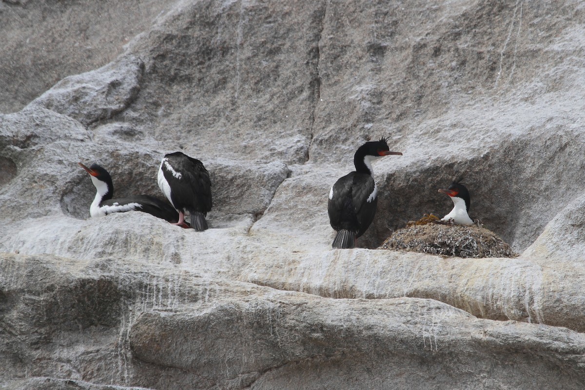 Cormorán de las Bounty - ML64676911