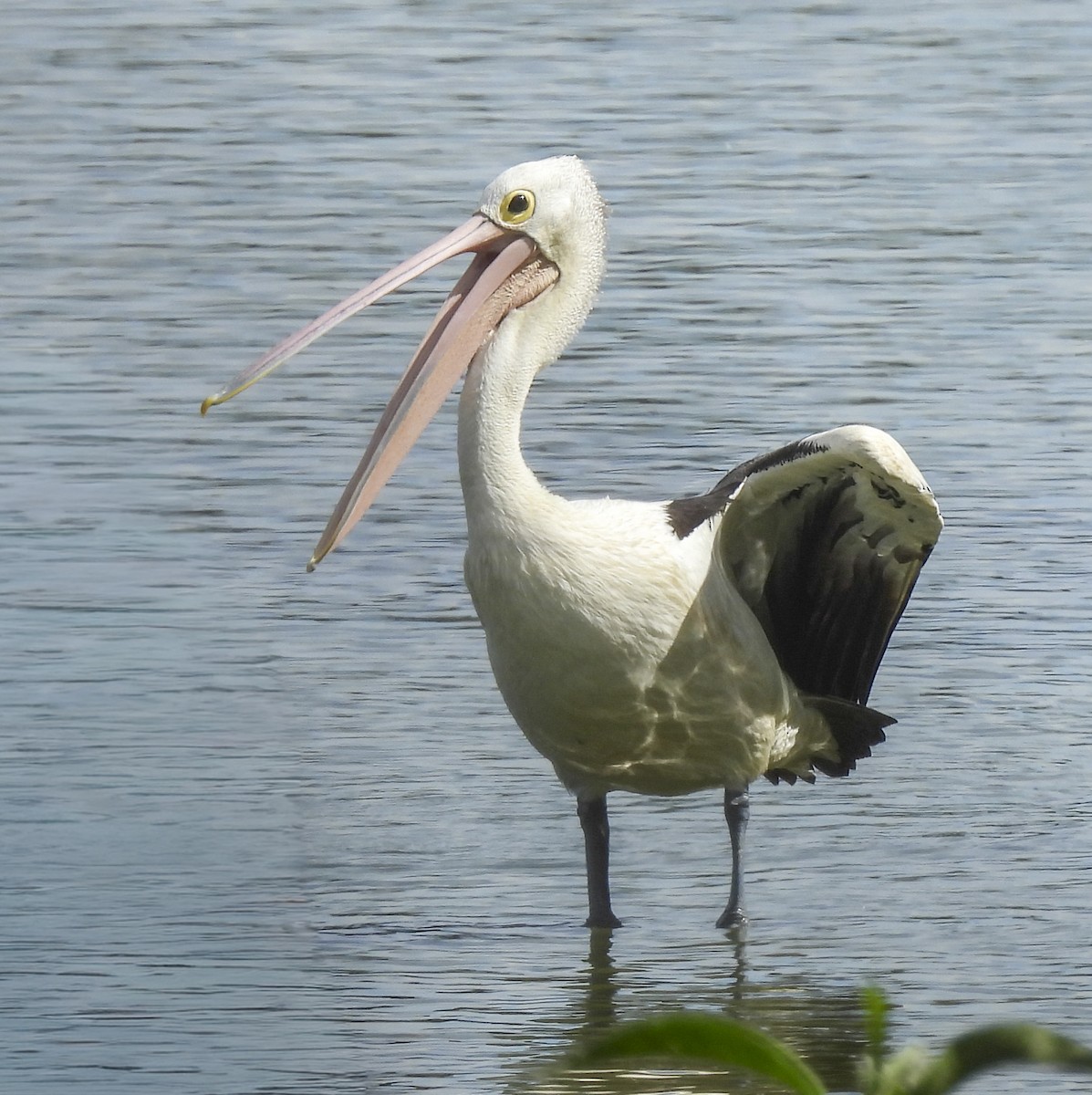 Пелікан австралійський - ML646769110