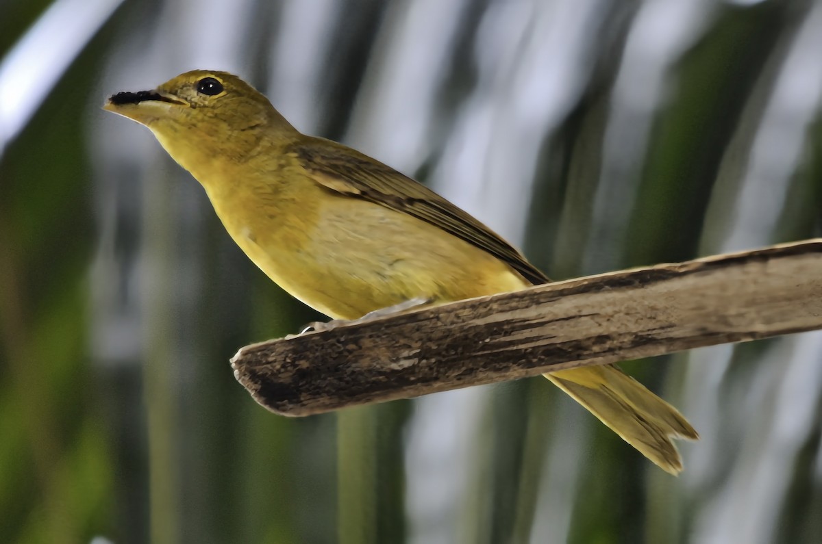 להבית אדומה - ML646769127