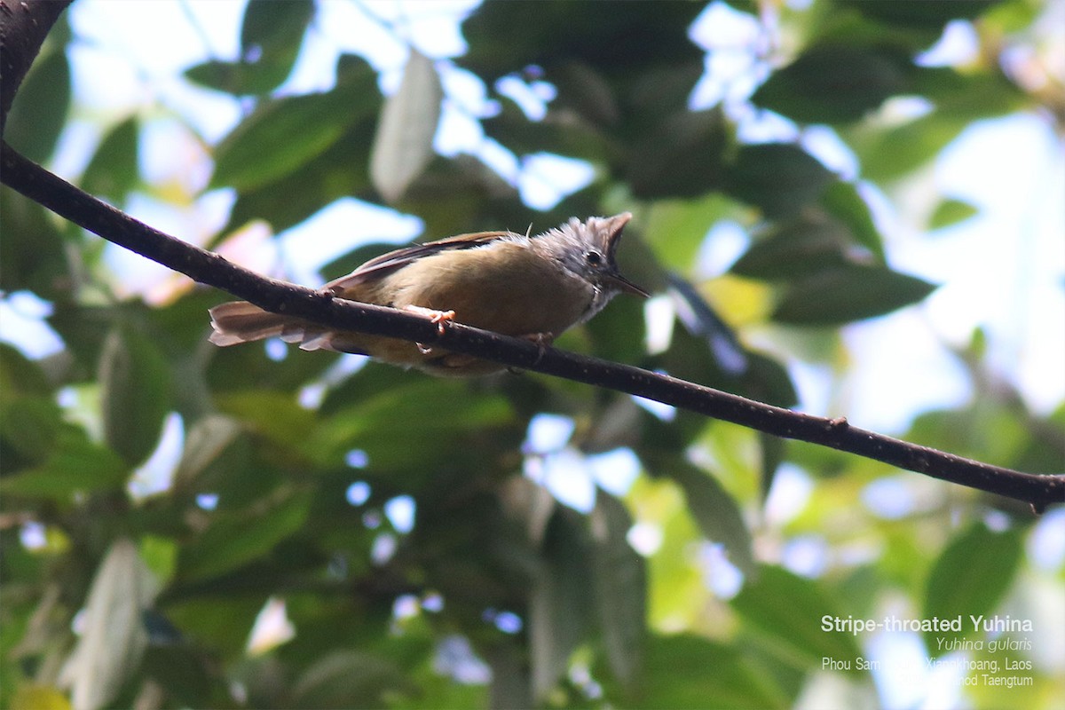 Stripe-throated Yuhina - ML646769133